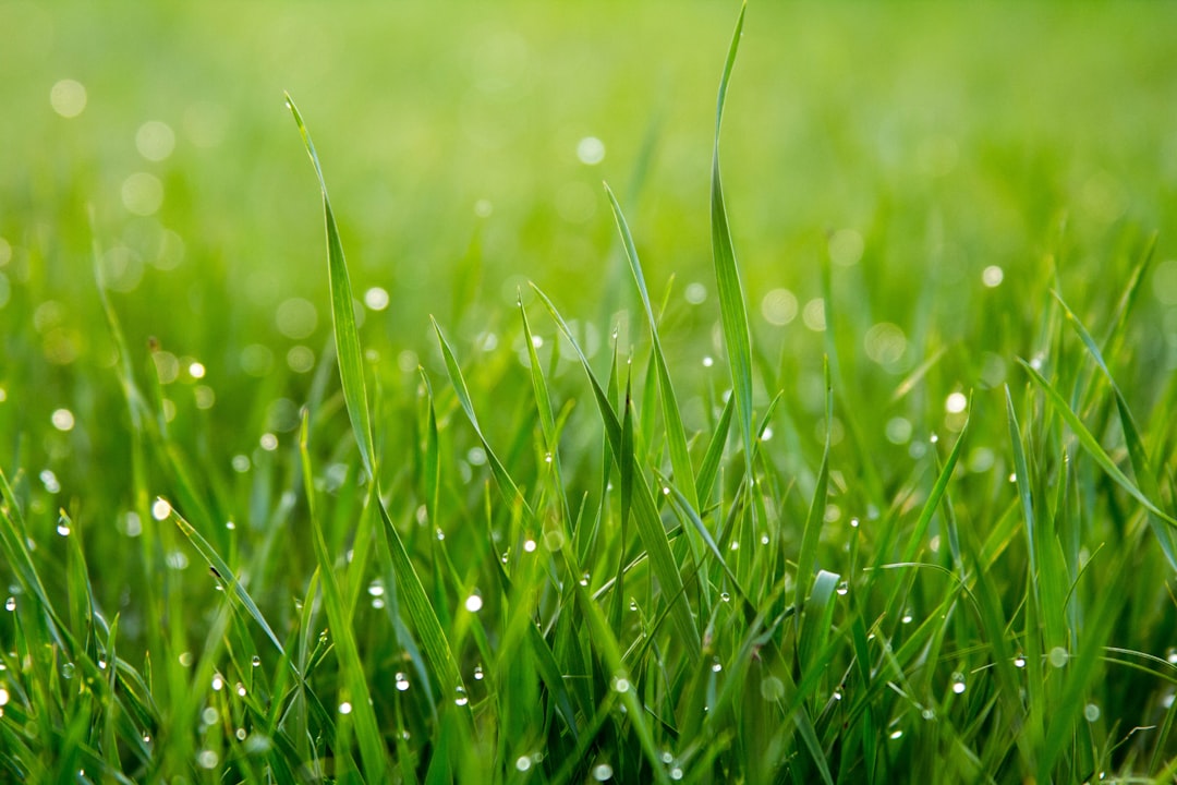 Perché un giardino un po' selvatico consuma meno acqua